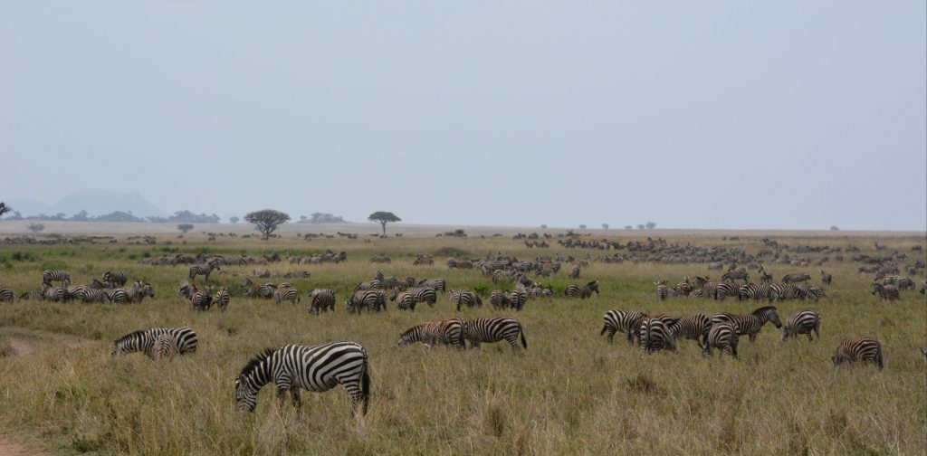 Safari in Tanzania