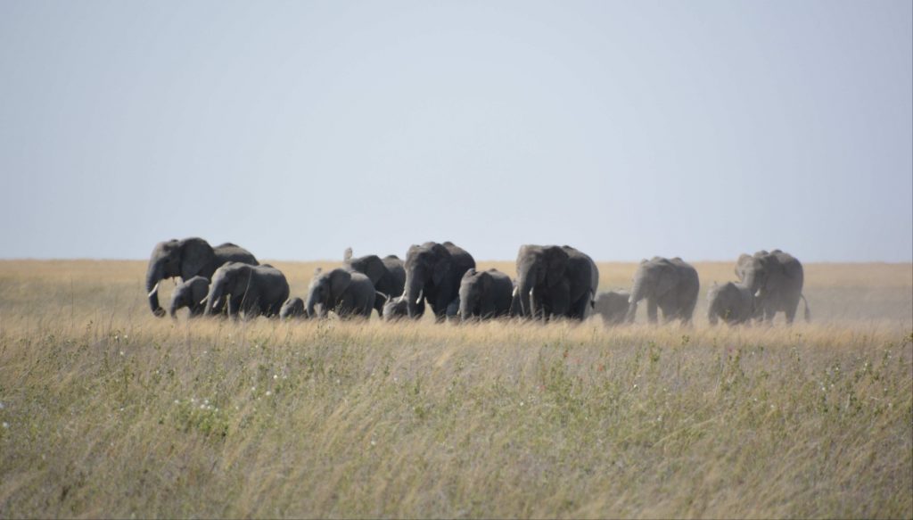 Safari in Tanzania