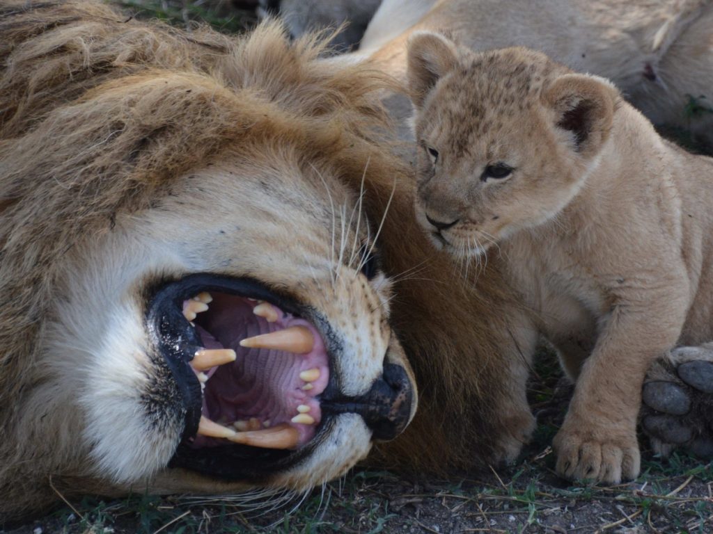 Safari in Tanzania