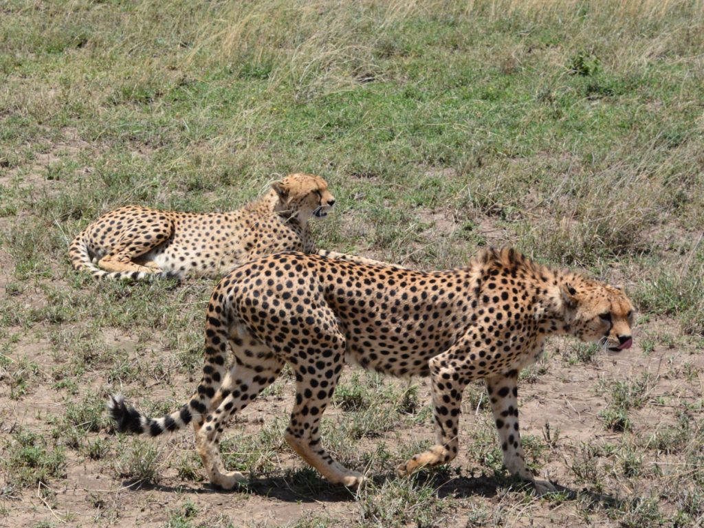 Safari in Tanzania