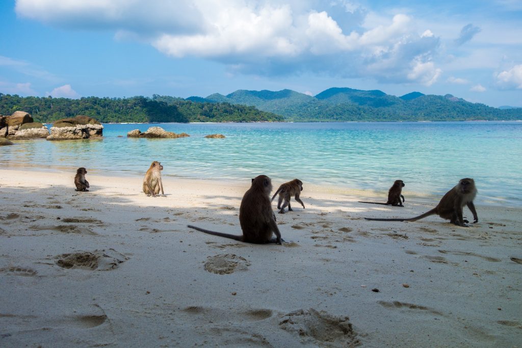 Tipica spiaggia Thailandese con un gruppo di scimmie, animale tipico del posto